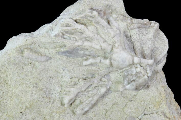 Crinoid (Cercidocrinus) Fossil on Rock - Gilmore City, Iowa #102973